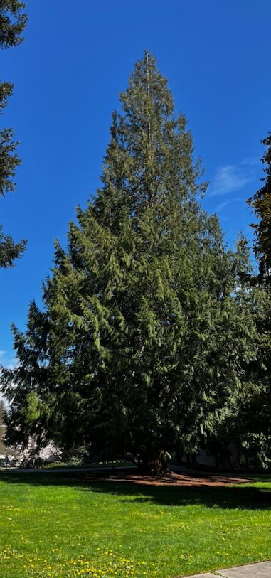 Redcedar on UPS campus